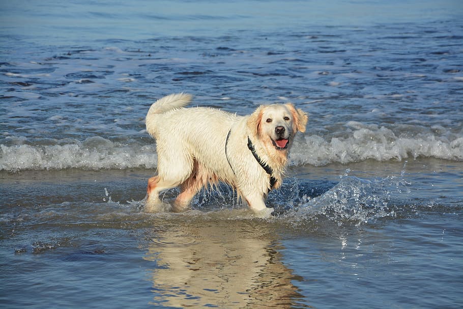 dorado, perro perdiguero, de pie, orilla del mar, durante el día, perro golden retriever, baño, mar, animal doméstico, animal
