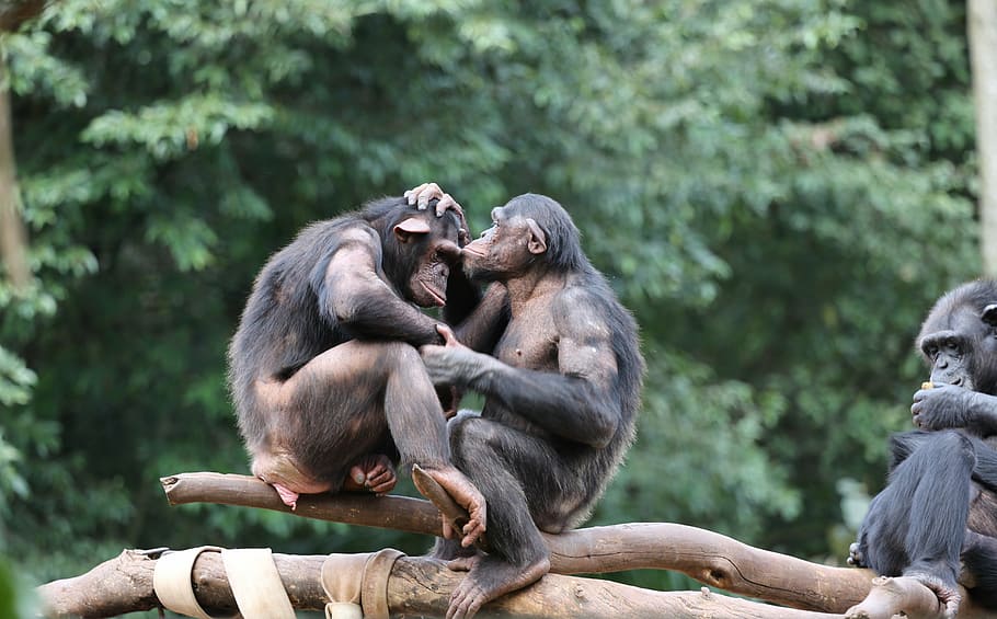 monos, chimpancés, salvajes, grupo, familia, cariño, primates, animales salvajes, grupo de animales, animales en la naturaleza