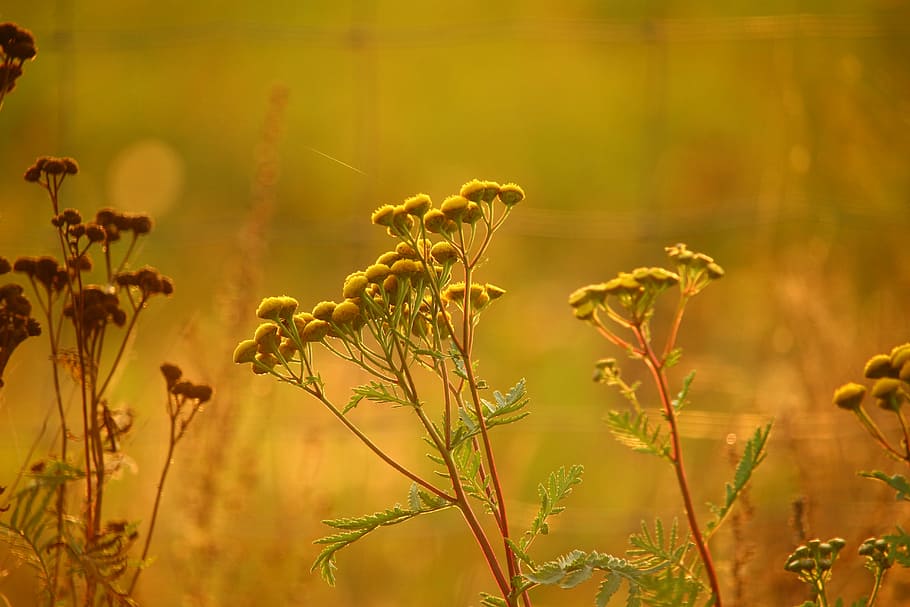 macro photography, yellow, flowers, tansy, plant, flower, moneywort, nature, autumn, sunlight
