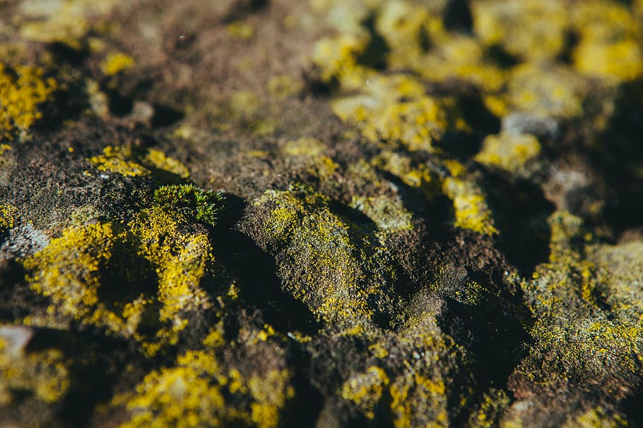 untitled, closeup, brown, green, soil, moss, nature, yellow, lichen, full frame