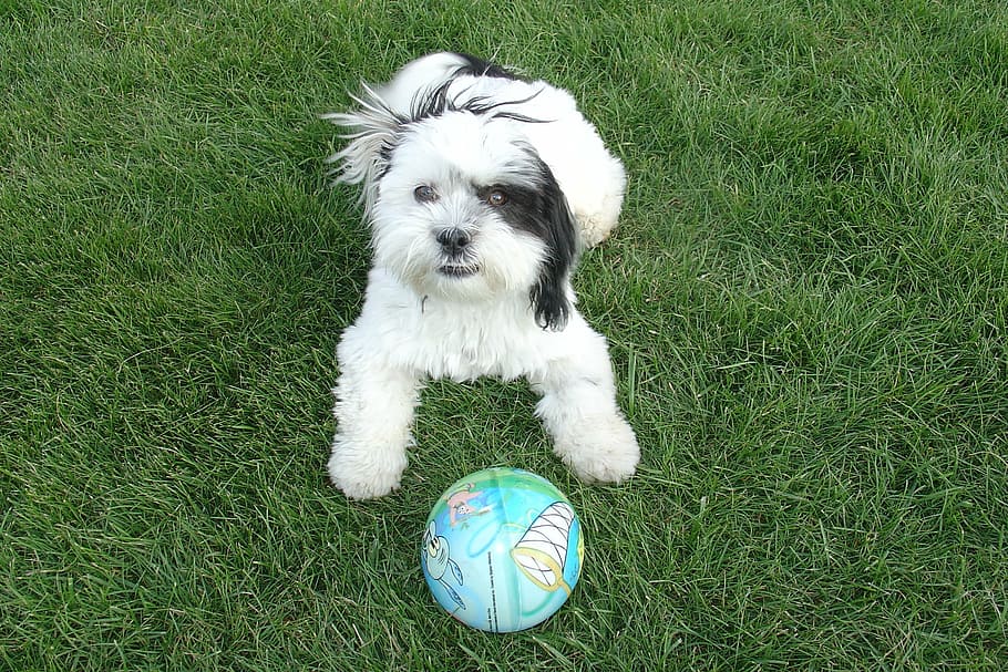 shih tzu, dog, playing, backyard, green grass, ball, funny, pet, fluffy, white fur