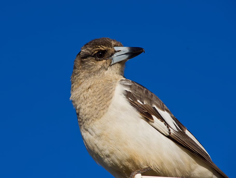 Pied Butcherbird, Butcherbird, plumas, pájaro, negro, blanco, salvaje, azul, cielo, Queensland