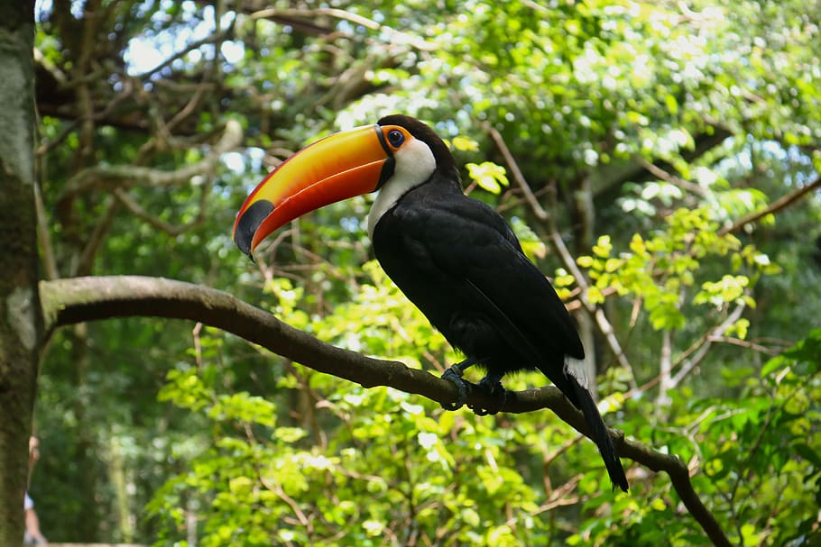 toucan, ave, exotic, peak, wild, fauna, nature, animal wildlife, animal themes, animal