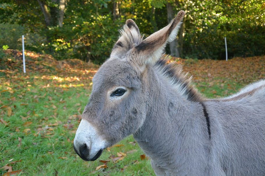 brown donkey, donkey, gray donkey, herbivore, ruminant, long ears, domestic animal, colt, animal, grey