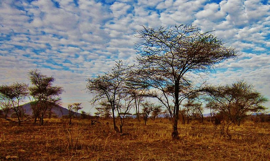 танзания, национальный парк серенгети, природа серенгети, африка, пейзаж, декорации, природа, серенгети, облака, небо