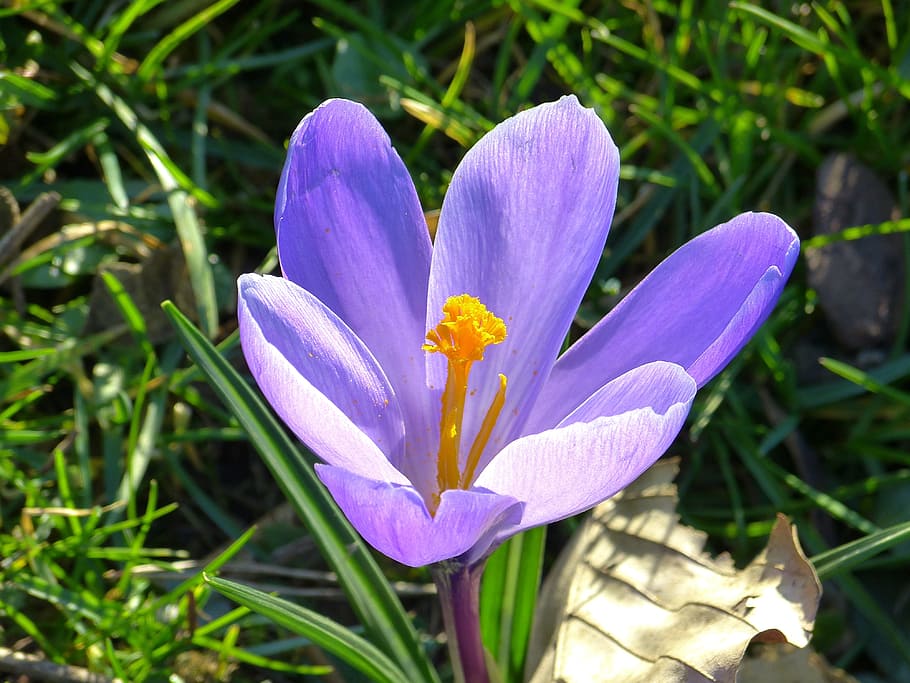 クロッカス 花 春 紫 春の花 自然 花びら 花の頭 植物 自然の美しさ Pxfuel