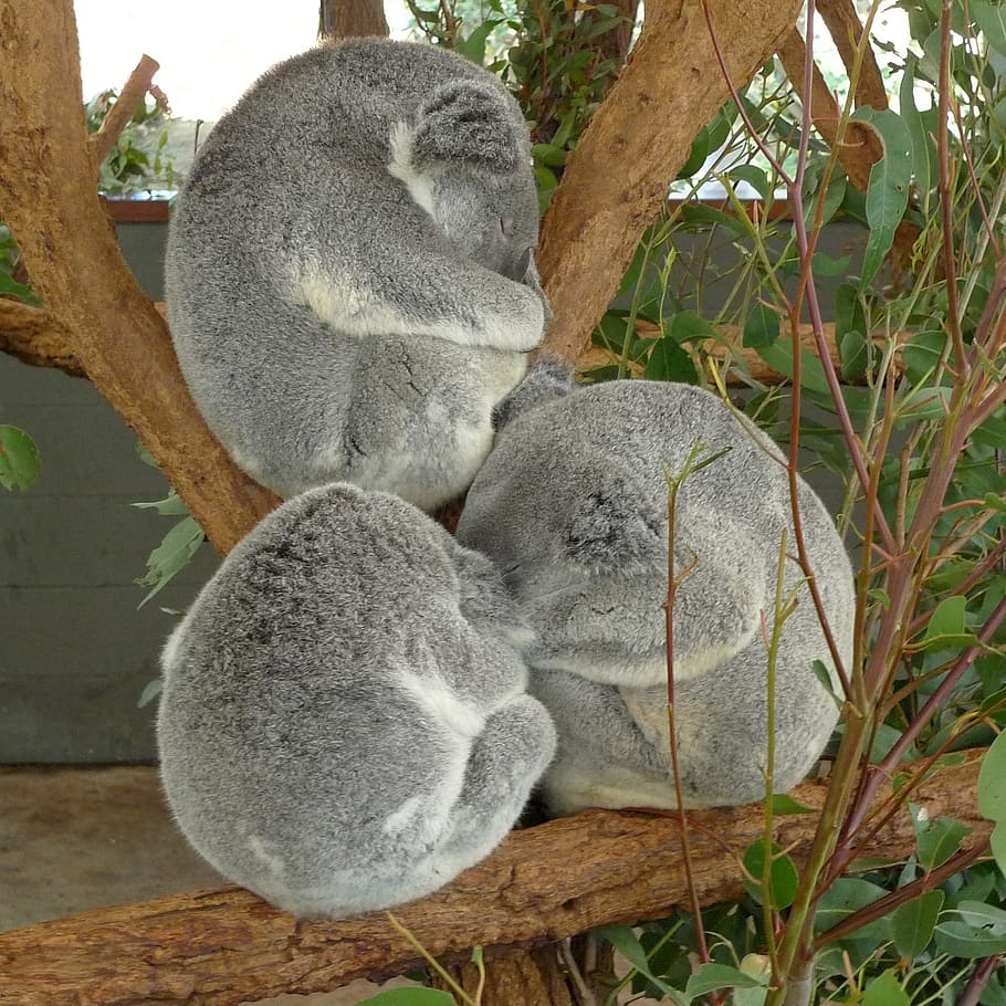 tres, gris, árbol, koalas, koala, osos, oso, zoológico, durmiendo, mamífero
