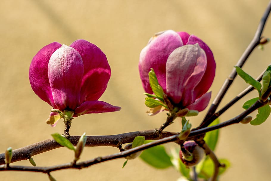 magnolia, flower, spring, pink, bud, tree, petal, dashing, magnoliowate, violet