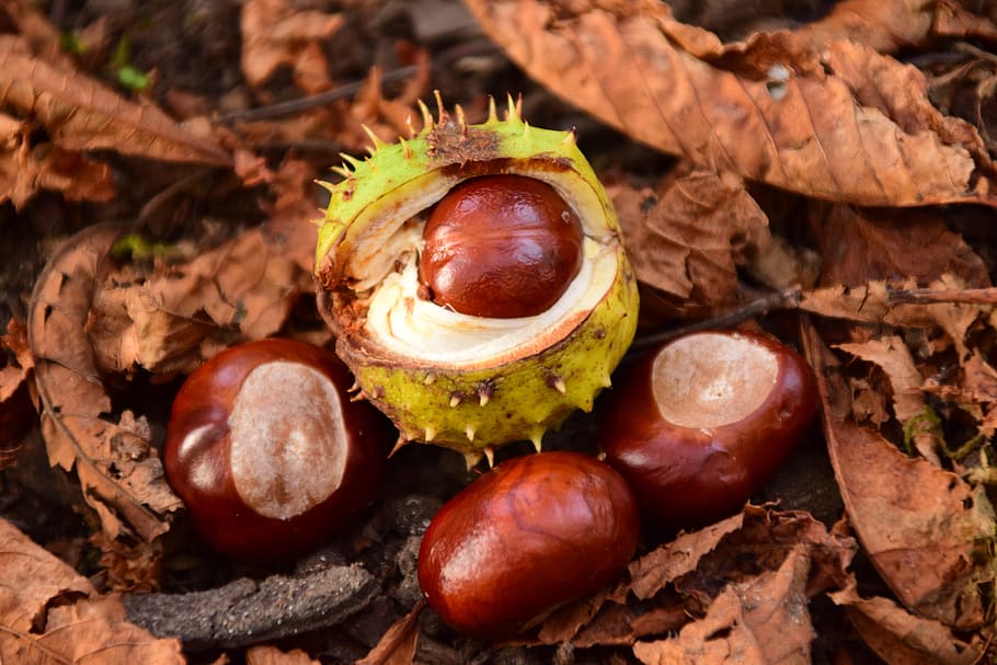 Chestnut, Prickly, Forest Floor, autumn, chestnut leaves, spur, brown, buckeye, food and drink, fruit