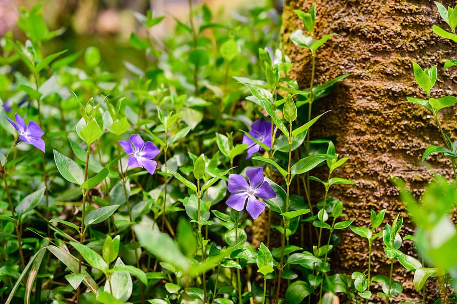 植物 花 自然 緑 春の花 紫 ツルニチニチソウ 日本の景色 日本の花 草 Pxfuel