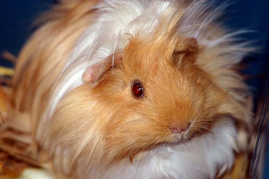 guinea pig, sunshine, sun, baby guinea pig, sea ​​pig house, peruvians, rodents, cavidae, cute, sweet