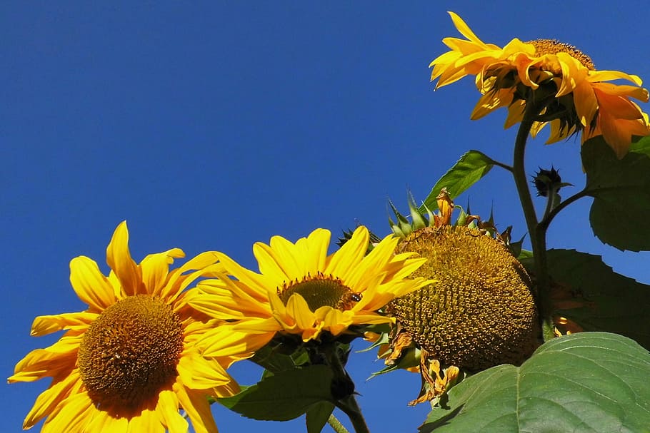 Sunflower, Yellow, Close, Nice, Weather, nice weather, sky blue, summer, bloom, yellow flowers