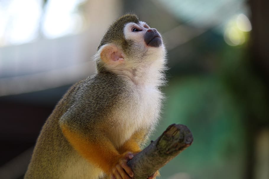Squirrel Monkey, Capuchin, monkey, capuchin-like, saimiri, äffchen, tierpark bochum, one animal, animal themes, focus on foreground