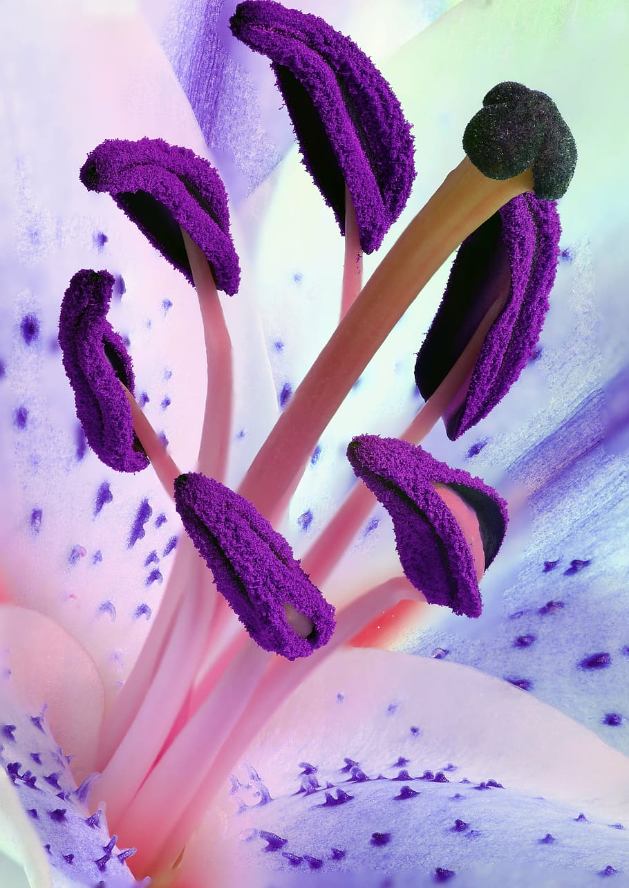 purple, pink, petaled flower in-close, lily, stamens, pollen, flower, nature, plant, stamen