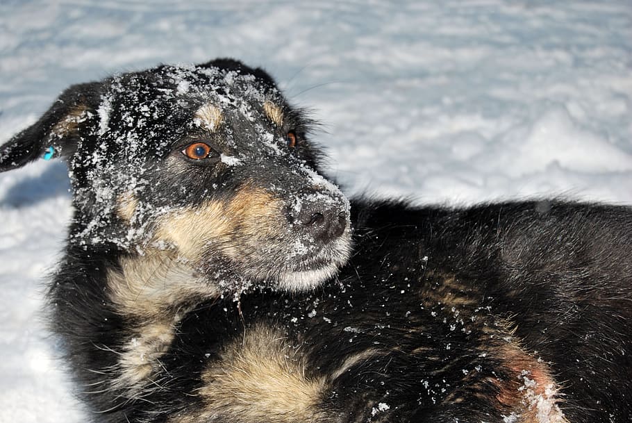 medium short-coated, black, tan, dog, snow, joy, winter, fun, friend, nature