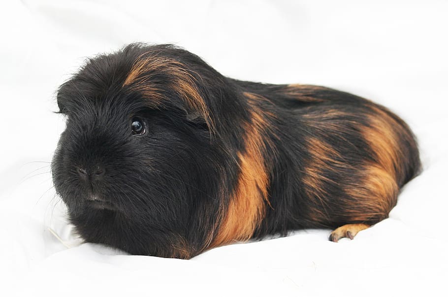 guinea-pig, cavy, rodent, pet, animal, guinea, pig, funny, portrait, guinea Pig