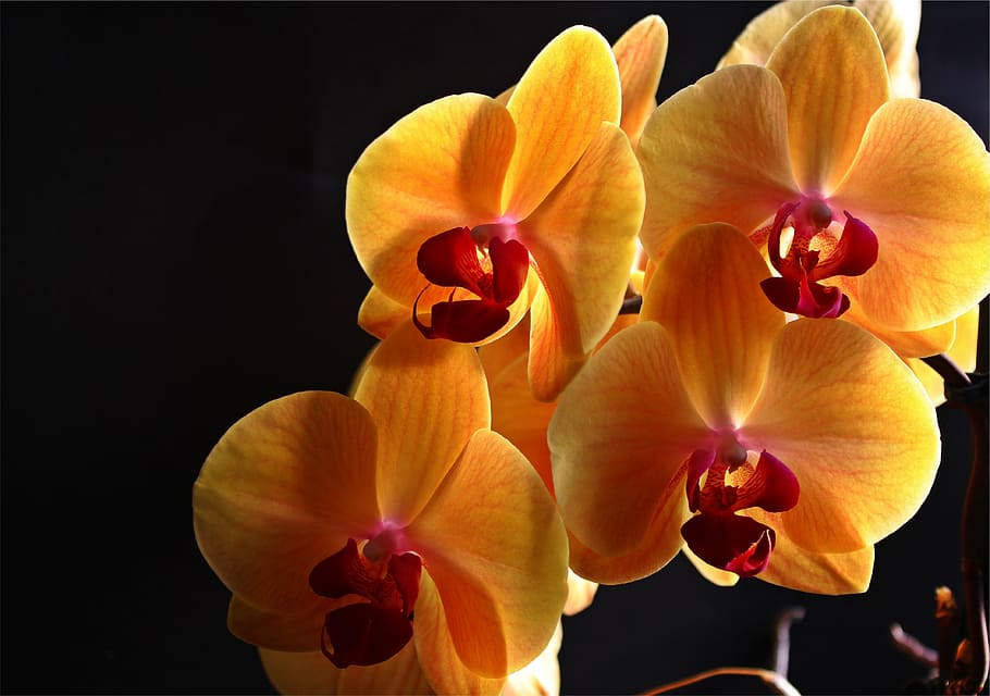 orchid, flowers, plant, yellow, inflorescence, flower, close, flowering plant, petal, freshness