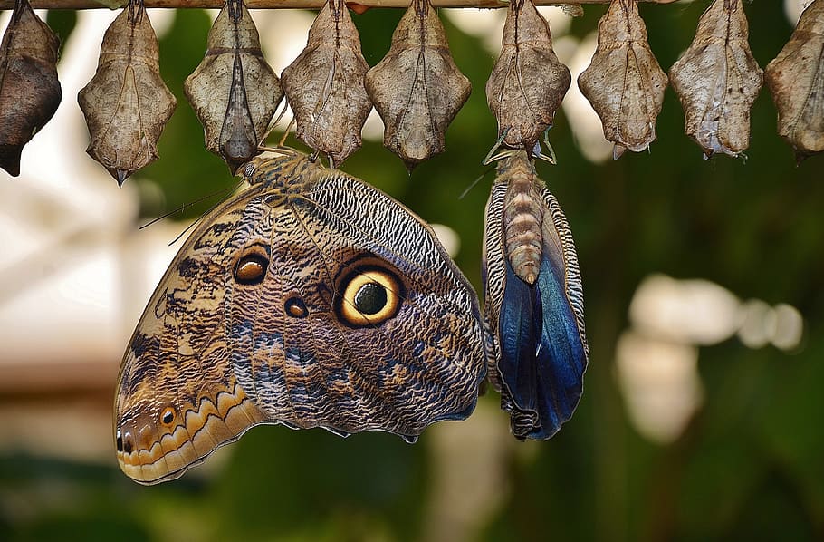 brown, black, owl butterfly, perched, cocoon, daytime, cocoons, butterflies, larva, larvae
