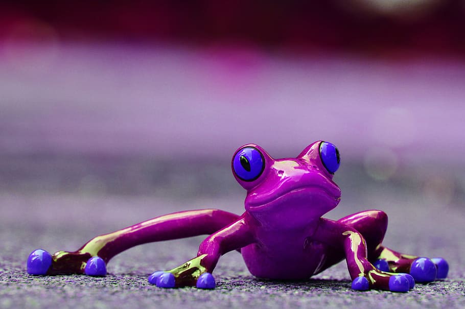 カエル 面白い 図 かわいい 動物 楽しい 紫 甘い カエルの目 潜んでいる Pxfuel