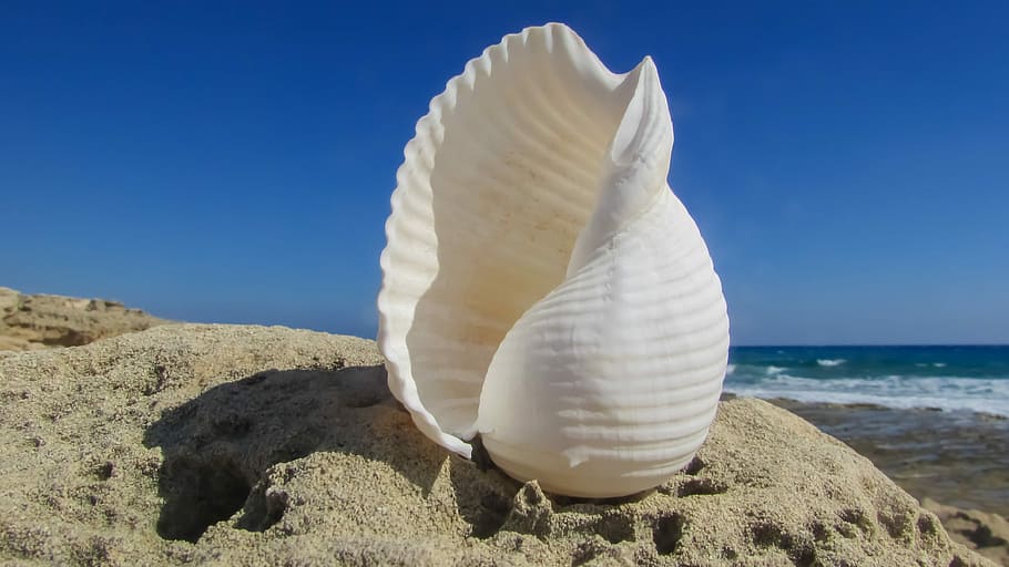 white, conch, sand, sea, background, shell, beach, summer, nature, seashell