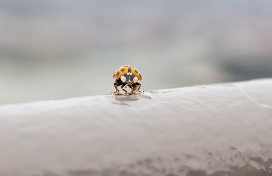 lady bug, fly, insect, dots, outdoors, wildlife, animal wildlife, one animal, animals in the wild, ladybug