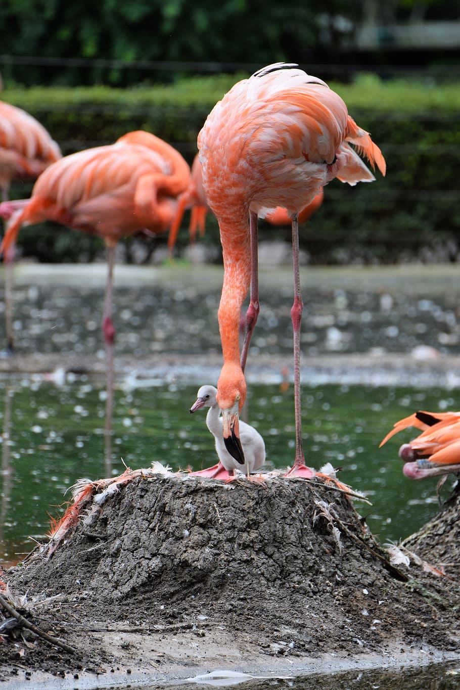 flamingo, pink, pink flamingo, water bird, bird, plumage, zoo, feather, nature, bill