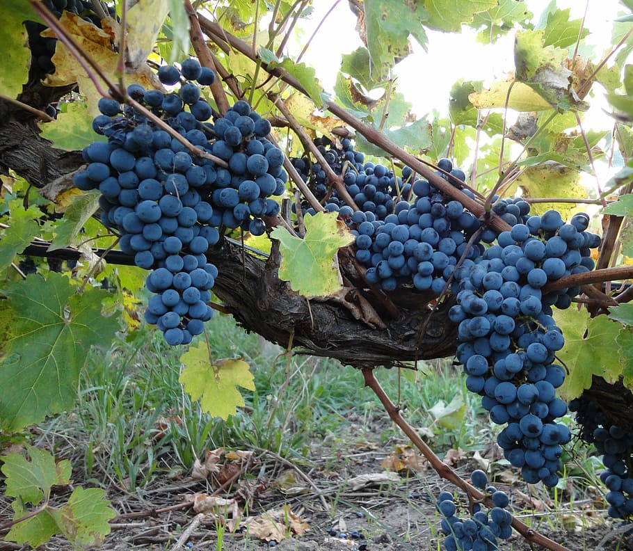 cluster of blueberries, grape, grapes, vine, wine, vineyard, winery, farm, fruit, grape vine