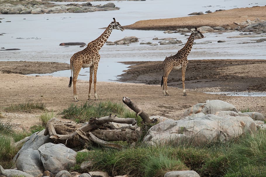 safari, africa, animal, nature, wilderness, wild, serengeti, giraffe, cute, animals in the wild
