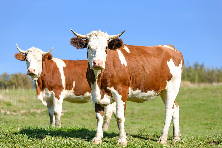 dos, negro, blanco, vacas, verde, campo de hierba, vacas en pastoreo, leche, ganado vacuno, granja