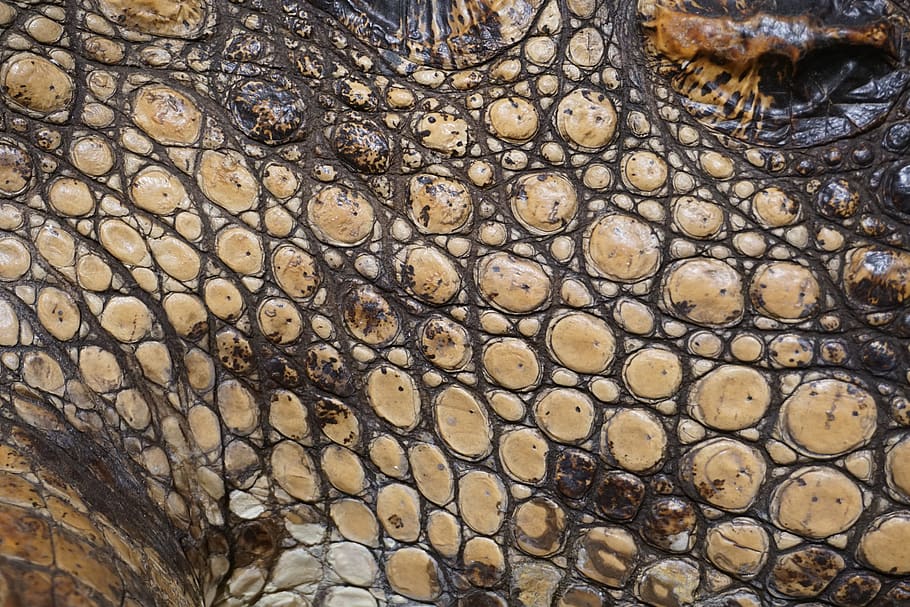 texture, crocodile, scale, stuffed, alligator, surface, pattern, full frame, backgrounds, close-up