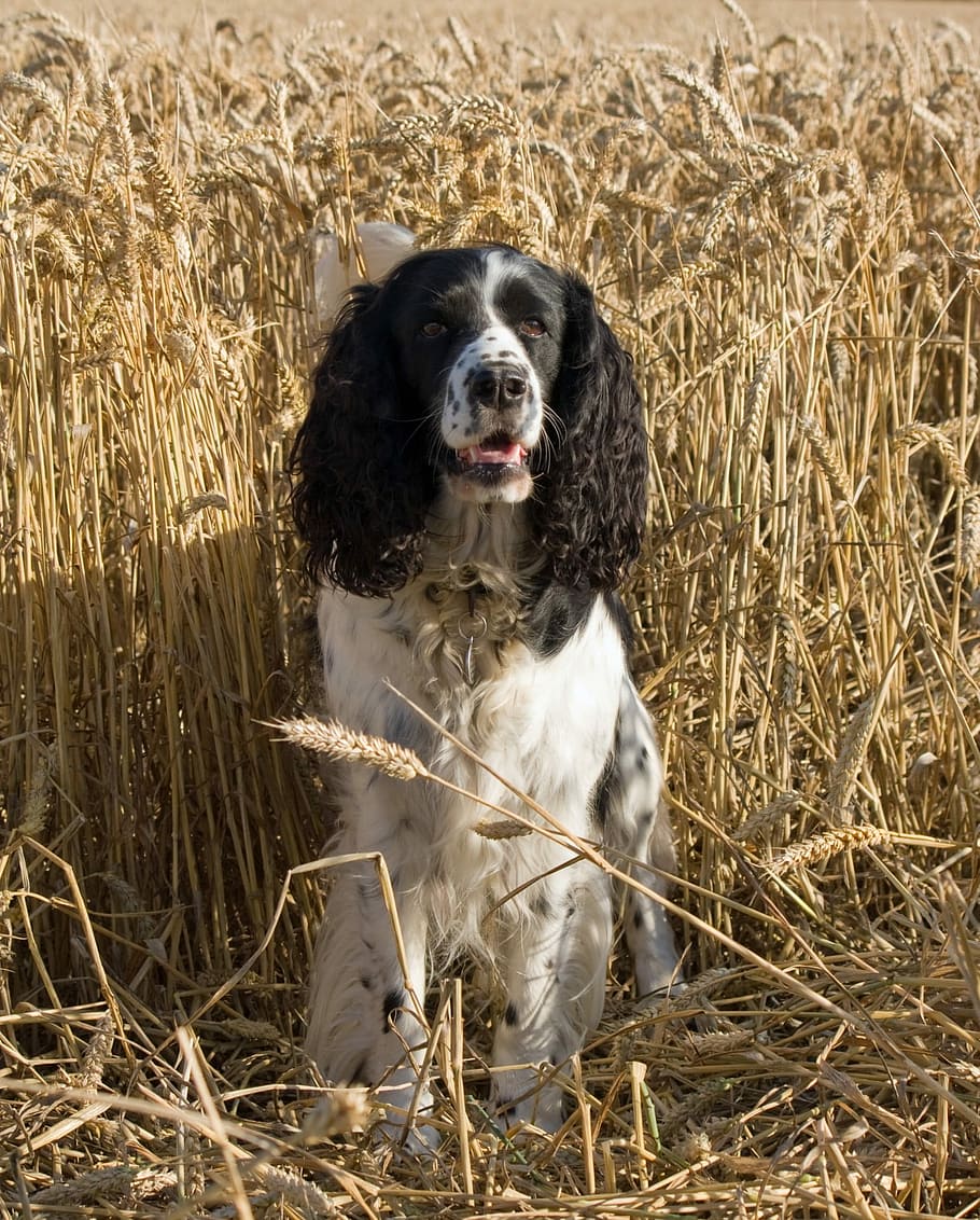 Dog Springer Spaniel Springer Spaniel English Springer