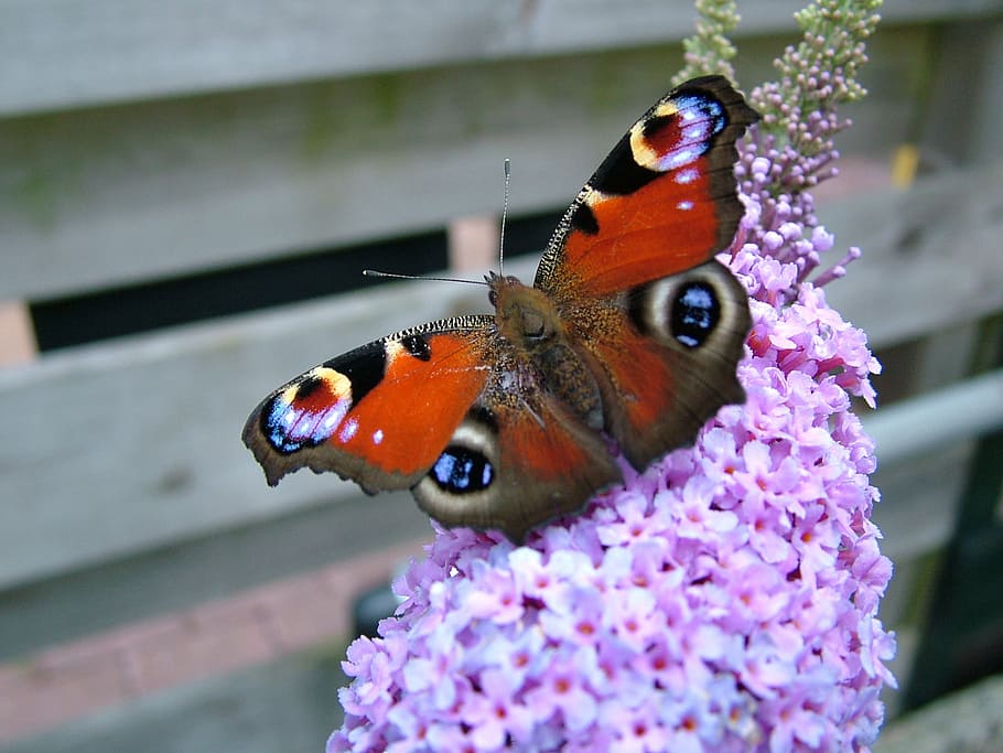 butterfly, peacock, flower, bug, animal, butterfly plant, flowering plant, animal themes, animal wildlife, insect