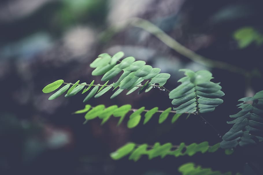 green, leaf, plant, nature, blur, outdoor, growth, green color, beauty in nature, close-up