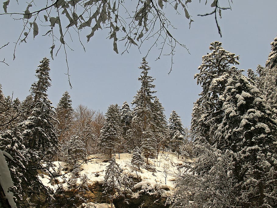Хвойная температура. Холодный лес Румыния село Холодное. Холодный лес Румыния. Леса Румынии. Румынские леса.