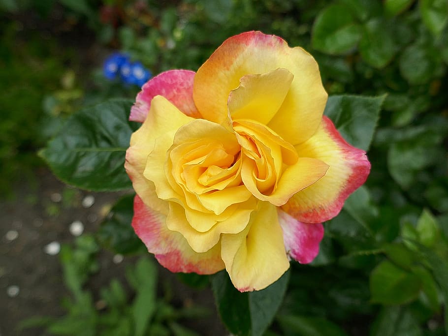 rose, floribunda, yellow, pink-red edge, jubilee, blossom, bloom, rose bloom, beauty, garden