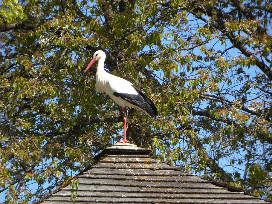 stork, rattle stork, roof, house roof, home, spring, bird, high above, top, vertebrate