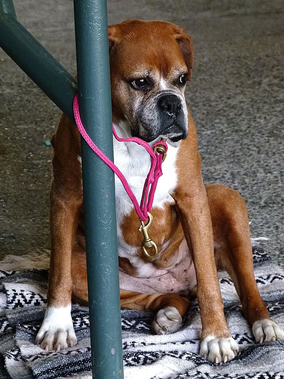 waiting, dog, canine, animal, patient, boxer, pet, human friendly, leashed, sitting