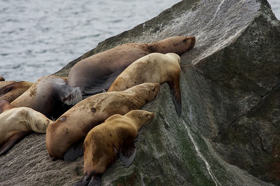 stellar sea lions, rocks, sleeping, coast, alaska, kenai fjords national park, usa, marine, wildlife, nature