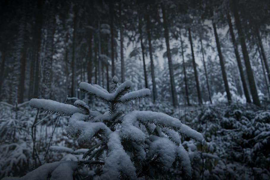 forest, cold, winter, closeup, dark, gloomy, snow, ice, frost, frozen