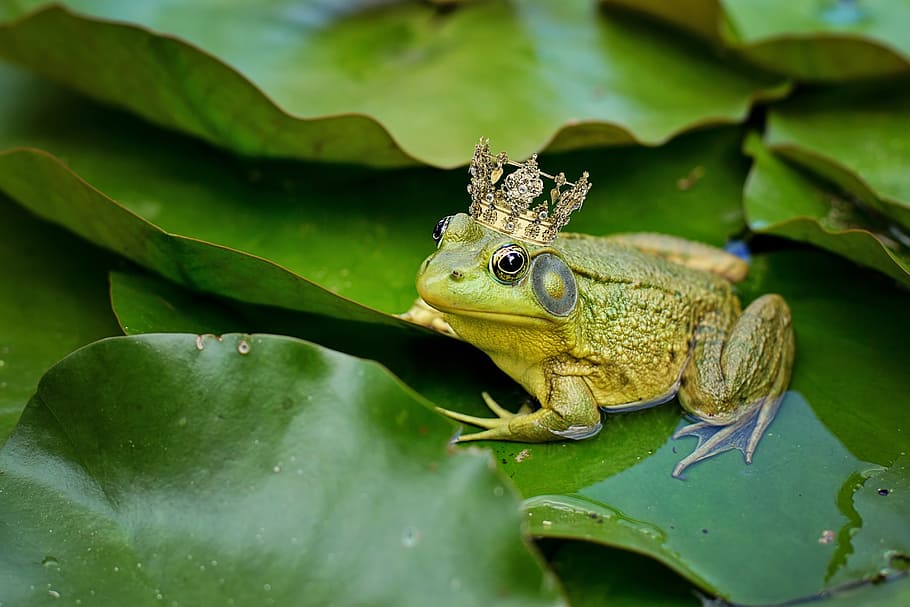green, frog, waterlily, bull frog, pond, lily pad, frog prince, crown, nature, amphibian