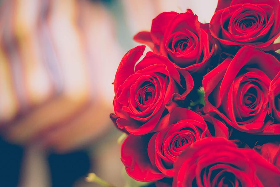 букет, красные, розы, цветок, лепестки, подарок, любовь, размытость, роза - Цветок, природа