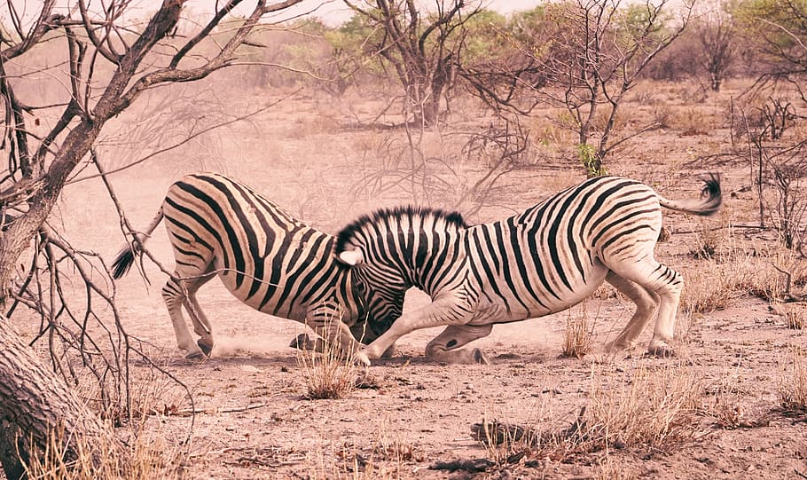 two, white, zebra, standing, surrounded, plants, animal, wildlife, fighting, nature