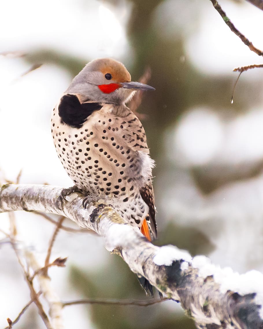woodpecker, flicker, bird, winter, wildlife, animal themes, animal, animals in the wild, vertebrate, animal wildlife