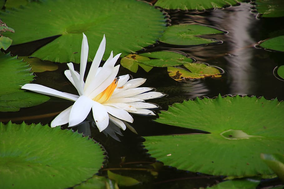 lótus, ecologia, lagoa, estação de tratamento de água, lírio, folha, plantar, agua, flor, parte da planta