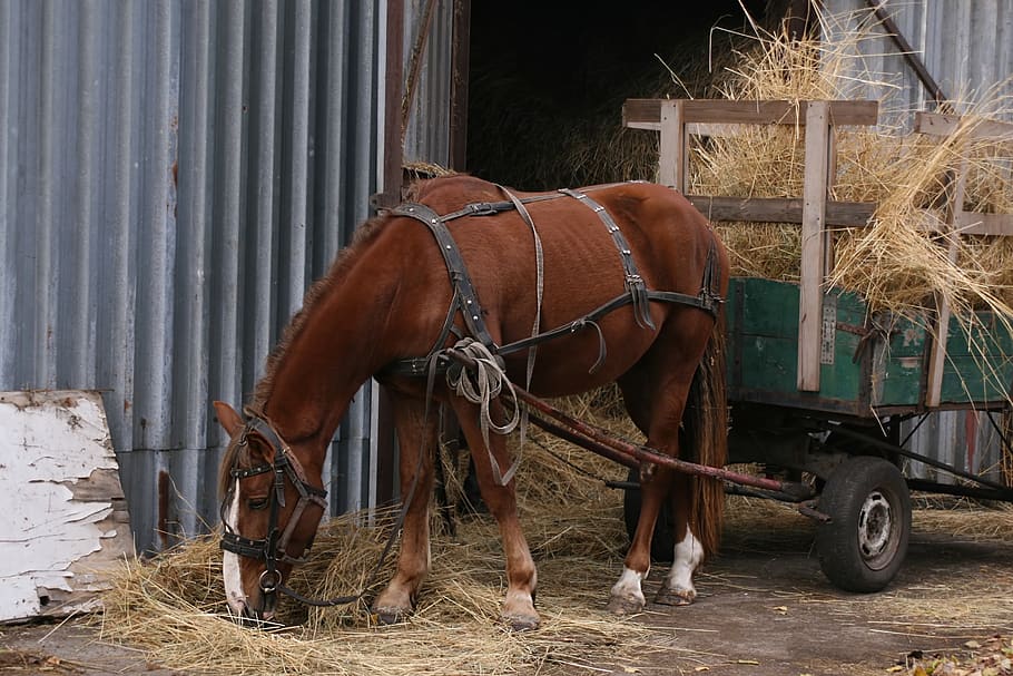 horse, cart, yoked, brown, hay, to carry, eating, bridle, reasons, harness