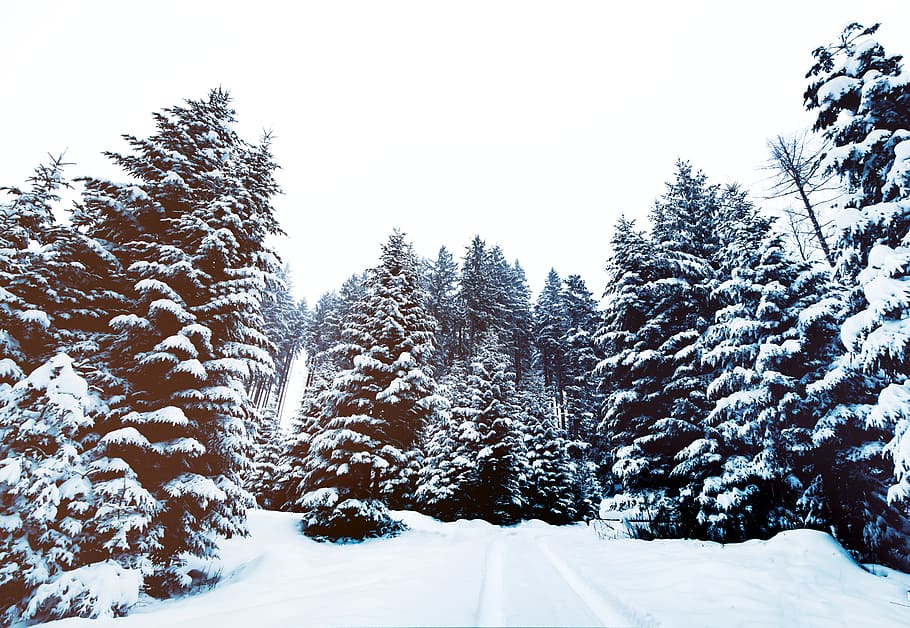 snow, covered, pine trees, grey, clouds, daytime, winter, snow covered, evergreen, trees