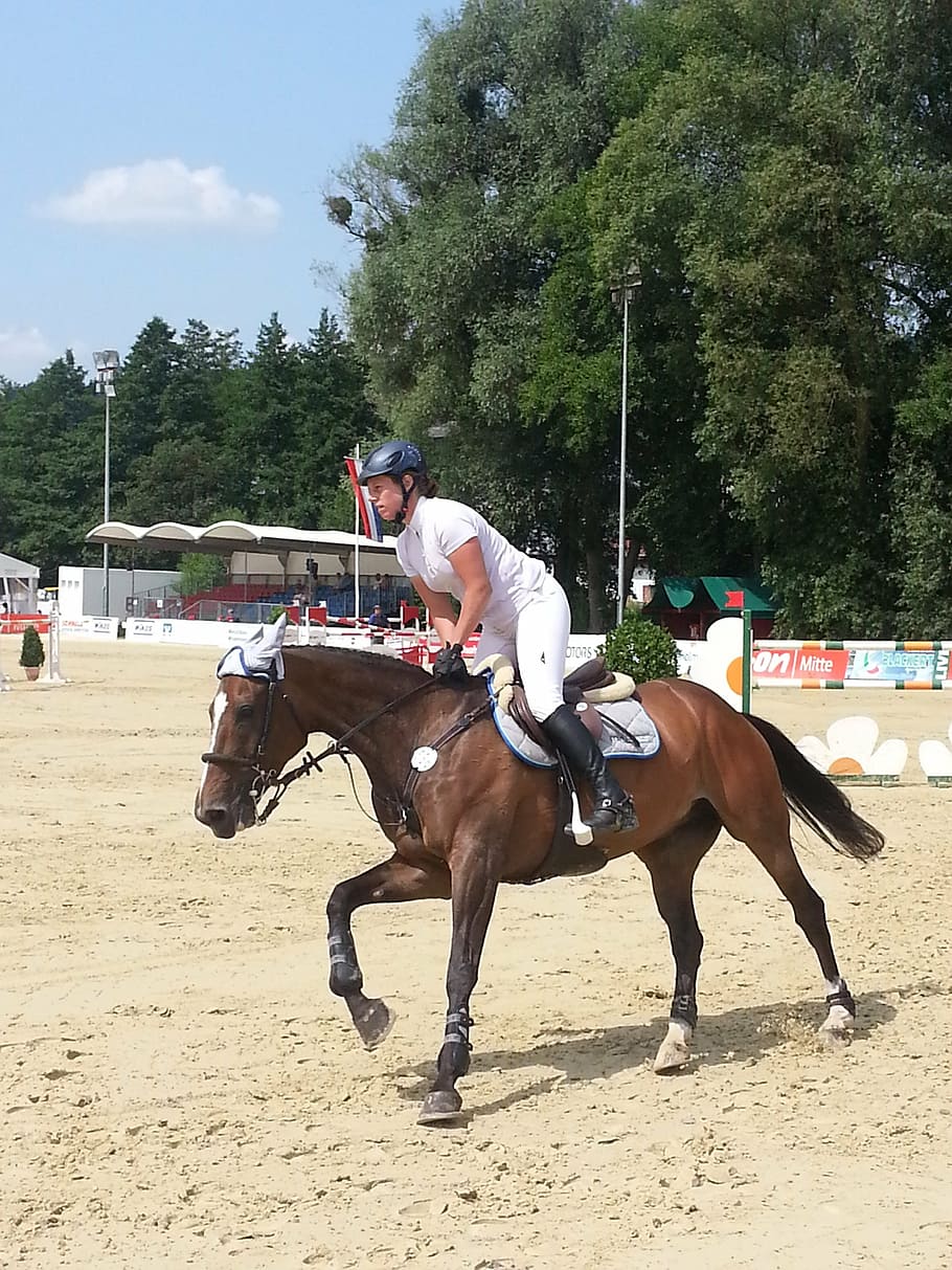 horses, horse, animals, animal, ride, reiter, fuchs, competition, competitive Sport, sport