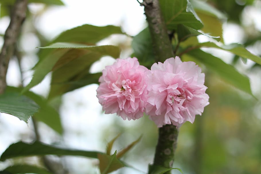 Cherry Blossom, asosiasi musim semi berkebun, taman pameran budaya kolam sungai tileable, bunga, alam, pertumbuhan, hari, tidak ada orang, fokus pada latar depan, tanaman berbunga
