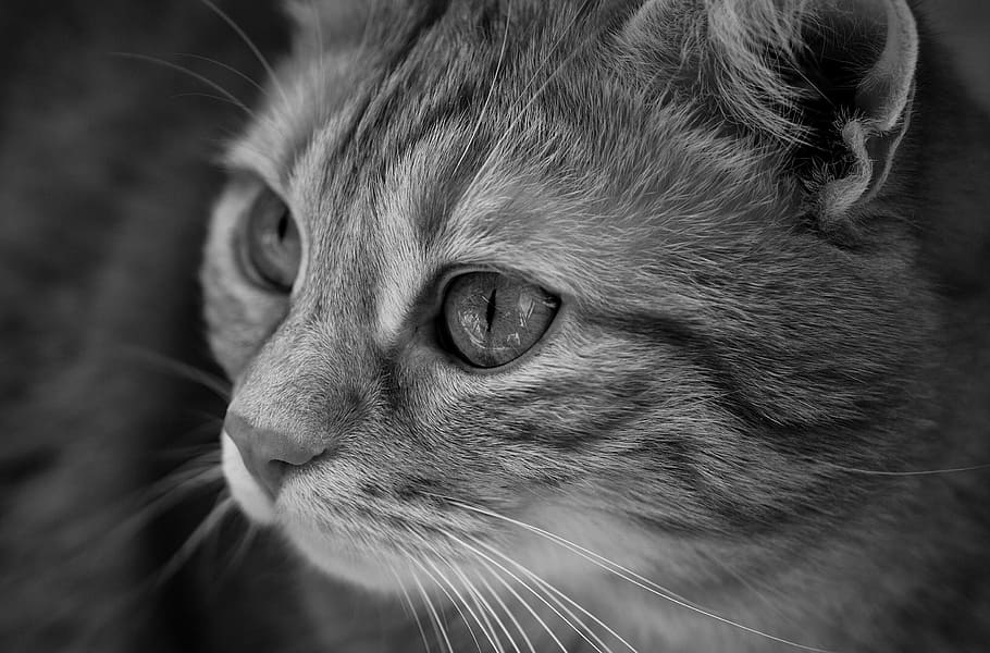 grayscale photo, cat, black and white, cute, mackerel, tiger, sweet, cuddly, animal, fur