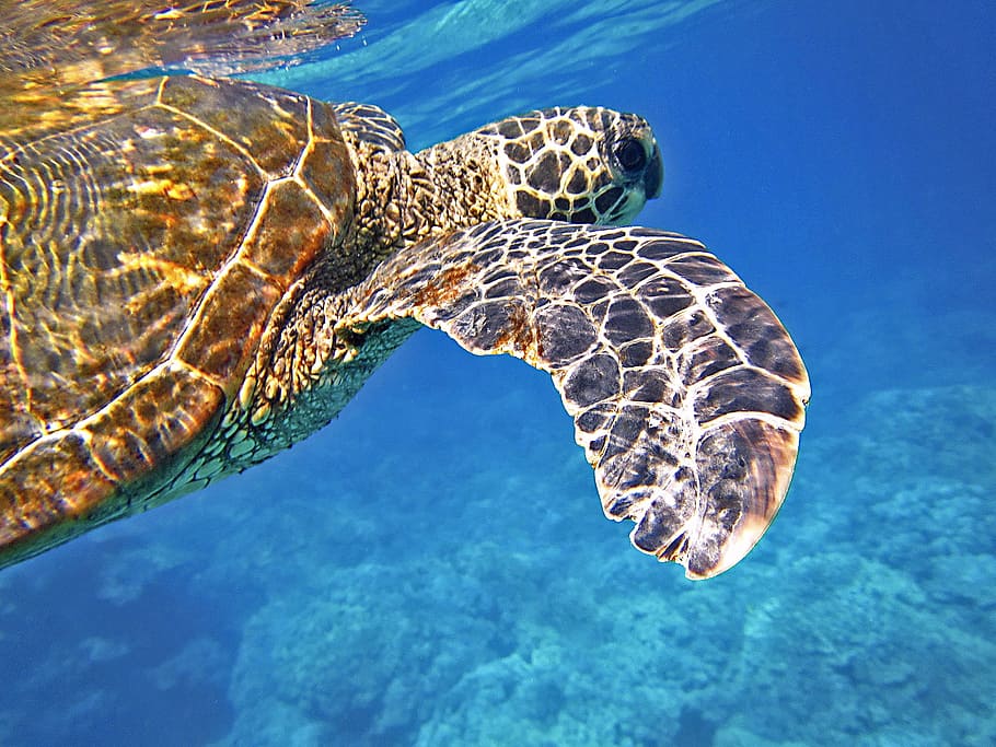 selective, focus photography, turtle, swimming, sea, closeup, brown, black sea turtle, sea turtle, green sea turtle
